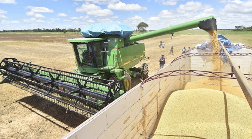 Producción de soya se desploma un 50% en&nbsp;2024