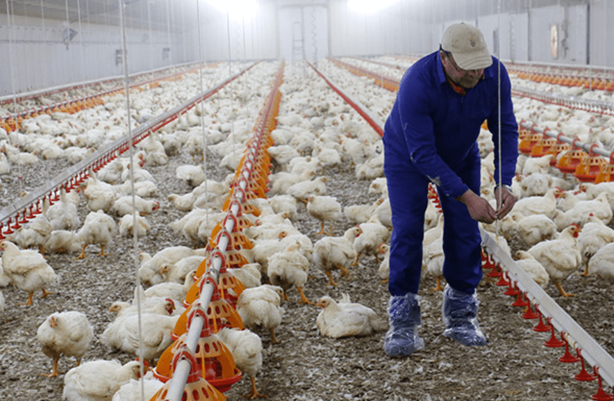 Avicultores intimidados por las advertencias del Gobierno de&nbsp;Arce