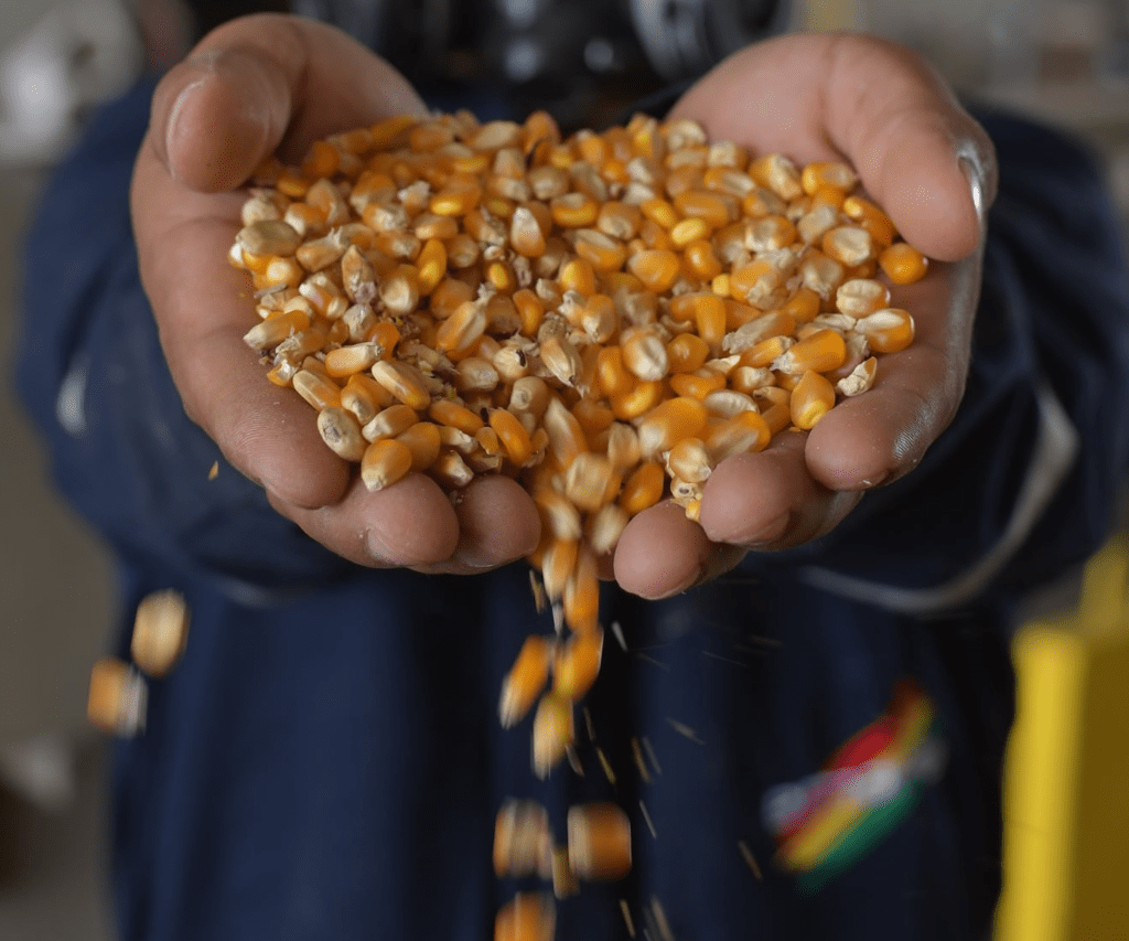 Escasez de granos afecta producción de carne de cerdo y pollo en Bolivia  