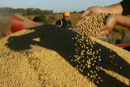 Abastecimiento interno: Soyeros, ganaderos y exportadores serán convocados por el Gobierno  