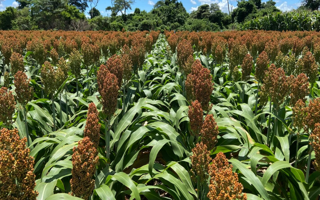 Gobierno y sector intercultural logran preacuerdo para liberar exportación de&nbsp;soya
