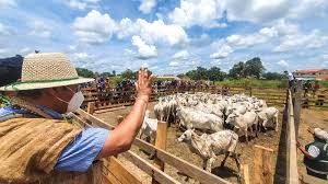 Ganaderos de Santa Cruz advierten con acciones legales contra el&nbsp;Gobierno